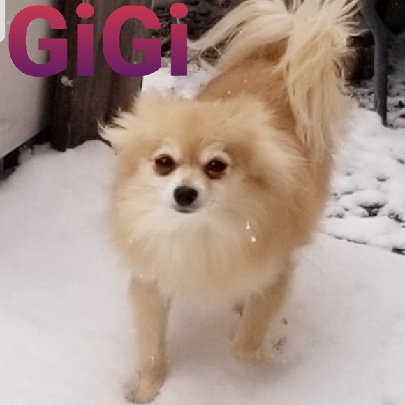 Meet your Posher, Roxanne - Picture 3 of 4